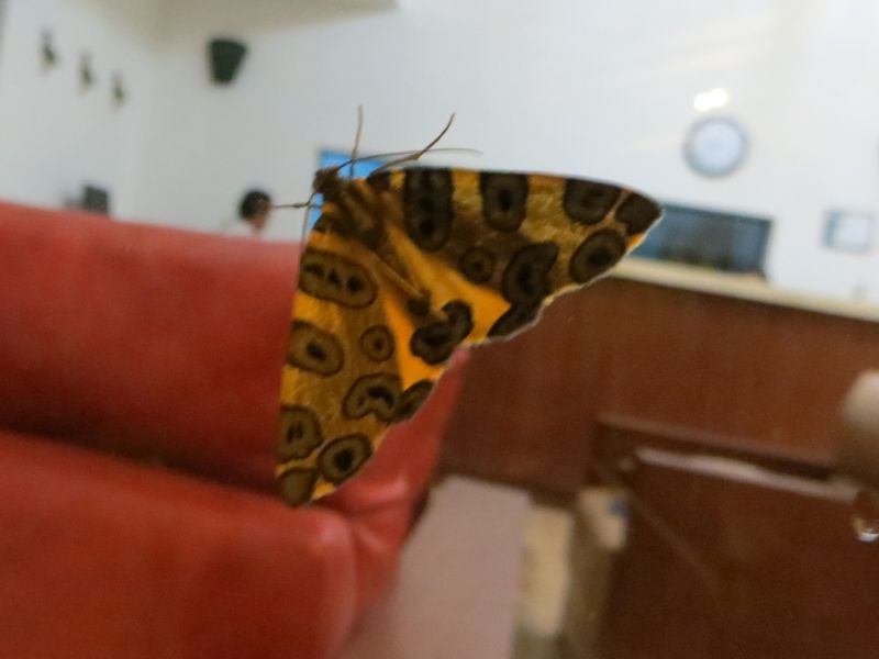 falena gialla e nera  Bolivia
